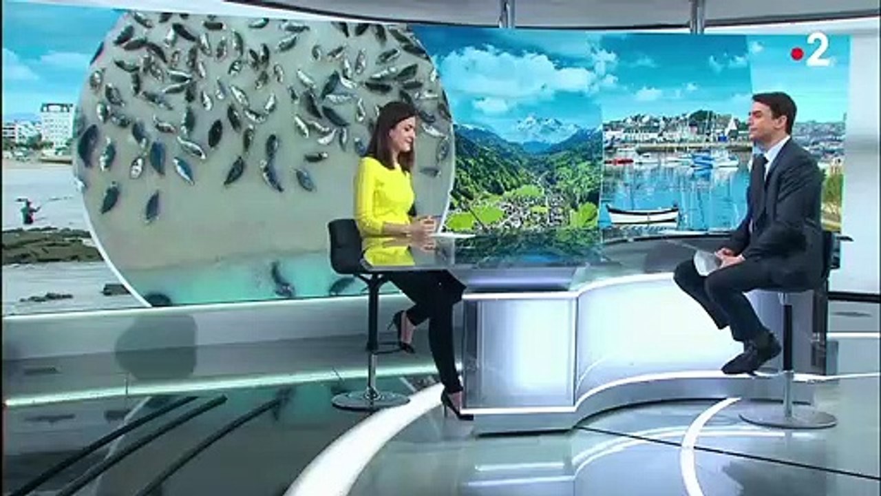 Tourisme : le retour des phoques sur la Côte d'Opale