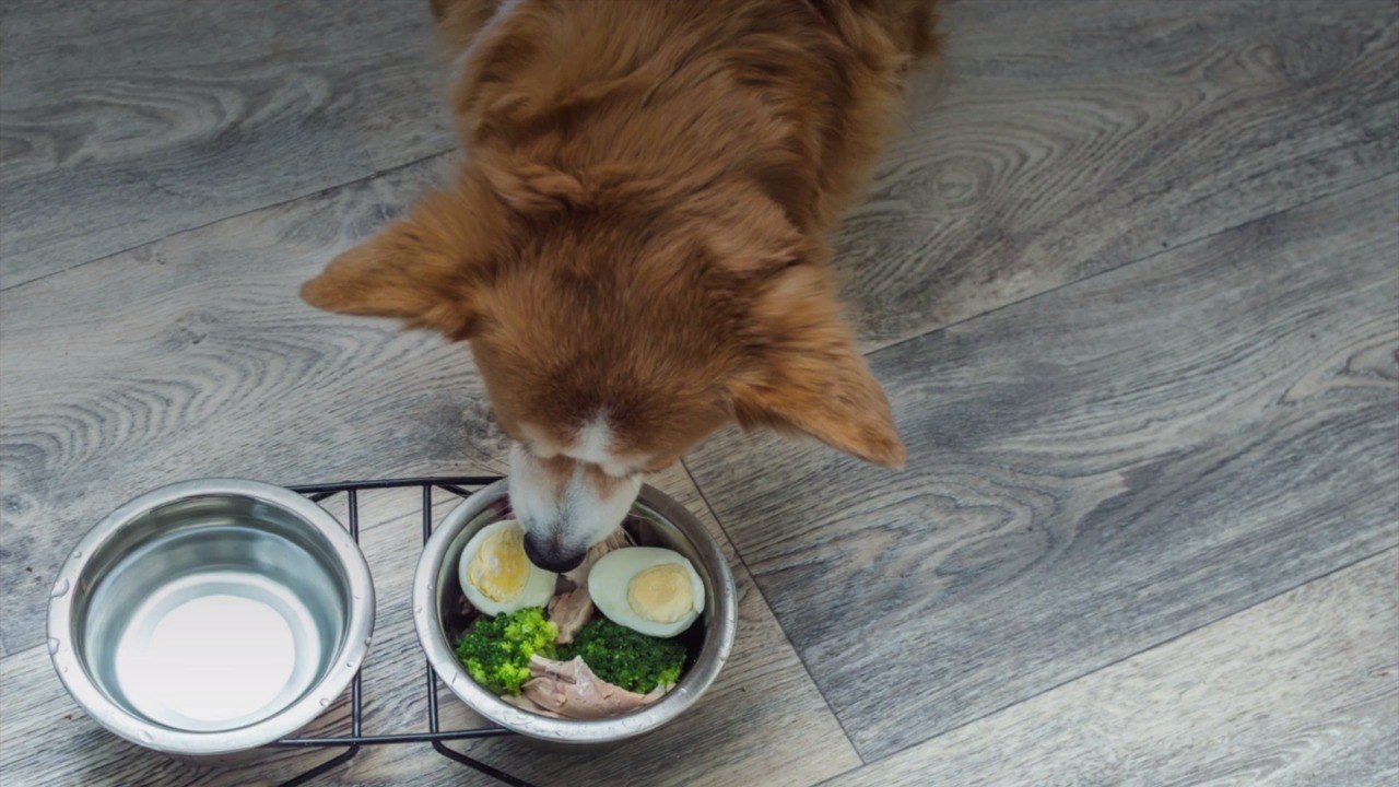 Can Dogs Eat Eggs?