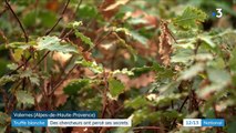 Truffe blanche : un met raffiné bientôt cultivé au pied des chênes