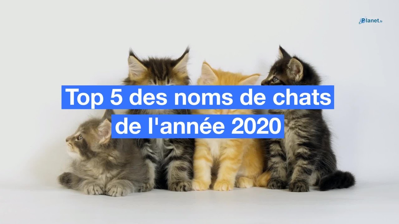 Top 5 des noms de chats de l'année 2020