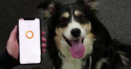 أطواق ذكية للكلاب .. تساعد أصحابها على معرفة مشاعرها!