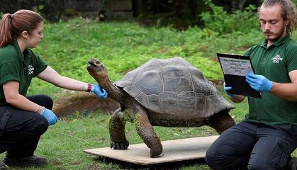 قياس وزن 19,000 حيواناً في حديقة حيوانات لندن