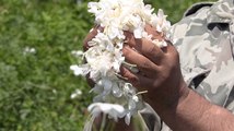 من المنطقة الغربية في مصر نظرة على الإنتاج الأضخم في العالم من زهور الياسمين