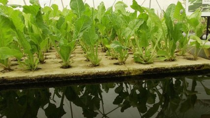 استثمار التكنولوجيا الزراعية في الإمارات