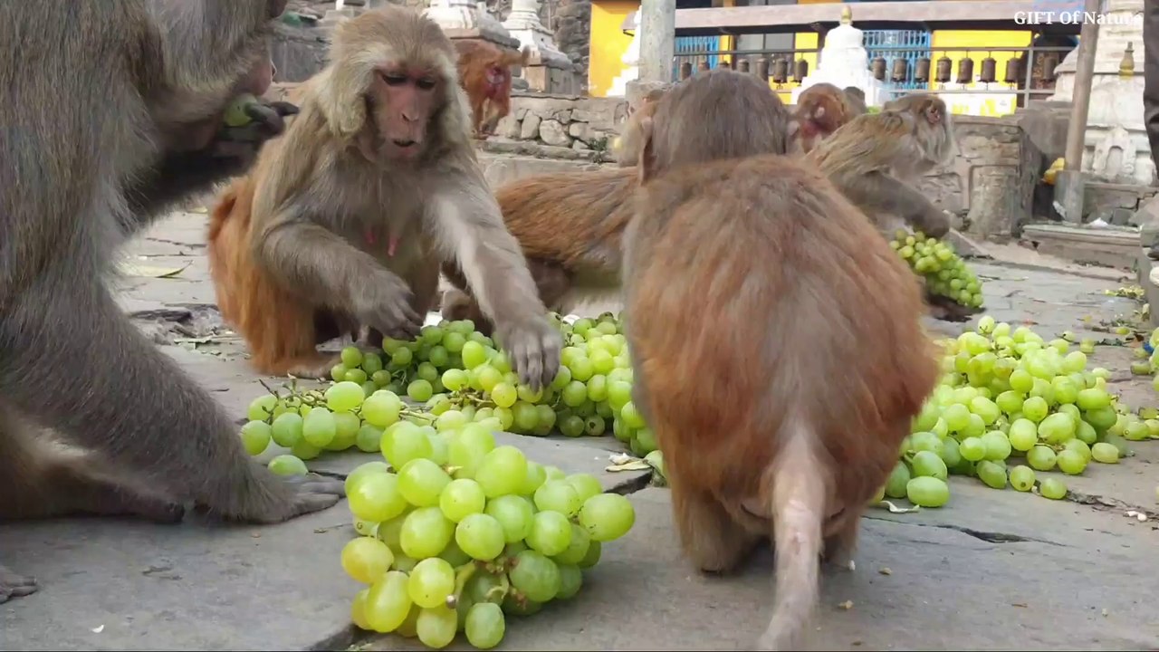 feeding 25 pounds Grapes to the hungry monkey_Full-HD
