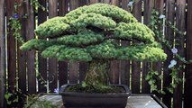 شجرة نجت من قنبلة هيروشيما ويبلغ عمرها 395 عامًا