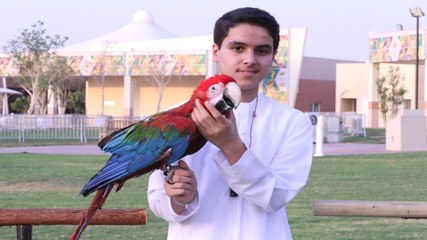 شغف الطيران الحر