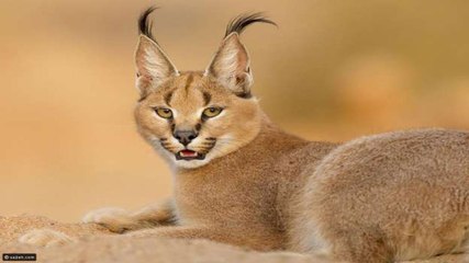 رصد "الوشق العربي" في أبوظبي لأول مرة منذ 35 عاماً