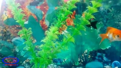 Download Video: Amazing aquarium nice decoration Fish Aquarium  By BD-Drama-TV..