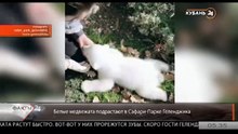 ゲレンジークのサファリパークの赤ちゃんが初めて屋外に出る (Feb16_2021)