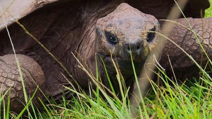 "جوناثان".. أقدم كائن بري على وجه الأرض