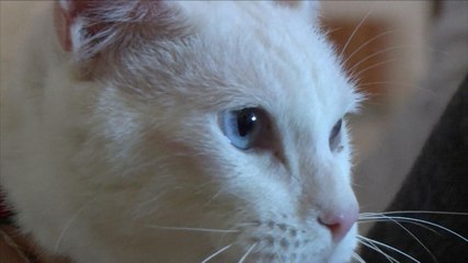 قط روسي يتنبأ بنتائج كأس العالم 2018