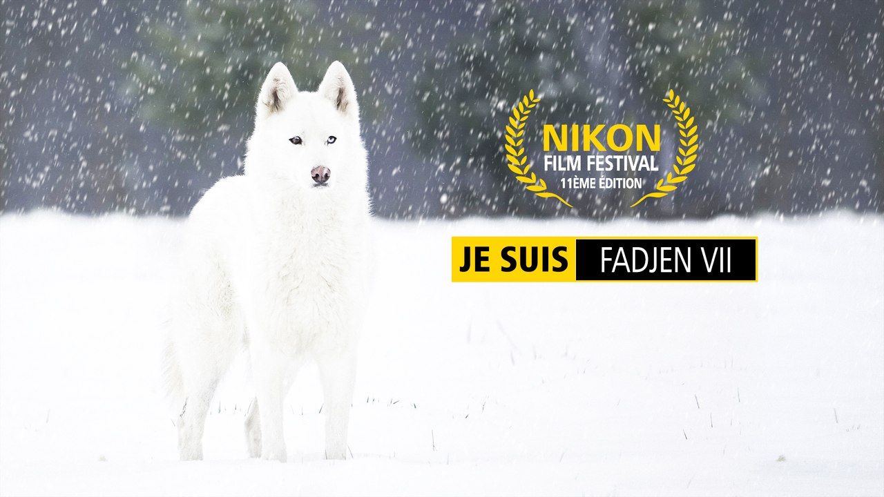 FADJEN VII