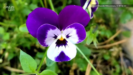 Why Do We See Faces in Everyday Objects?