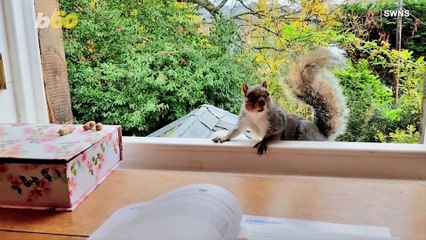 Humans and Squirrels Can Be Friends, Just Take a Look at These Little Ones