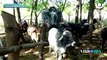 Francelyz fue a conocer el manejo de los toros de monta en Ganadería Dávila Lara