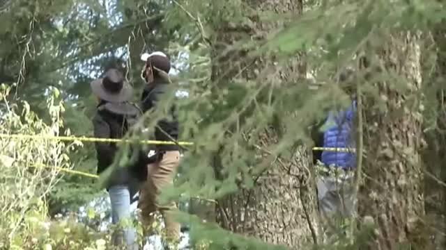 La mariposa monarca regresa de su migración a México pero este año sin turistas