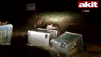 Aç kalan ayılar vatandaşlara saldırdı