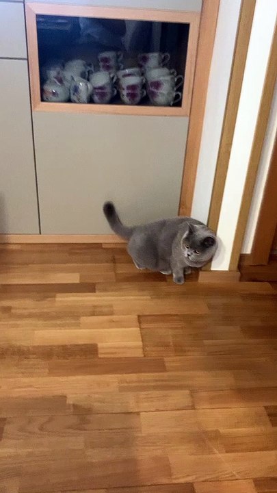Cute Kitty Sits like a Goofball