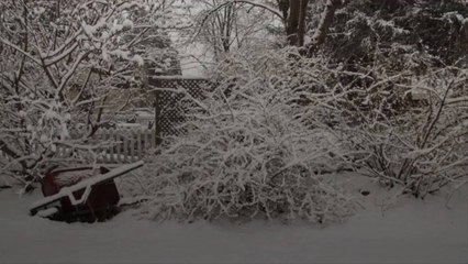 Will Plants Survive the Arctic Blast?