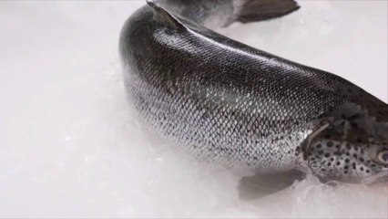 11 Pounds of Alaskan Salmon Is Worth More than Two Barrels of Oil