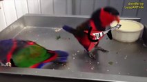 Des oiseaux jouent de la guitare électrique