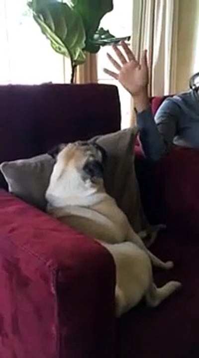 Shocked Pug(360P)