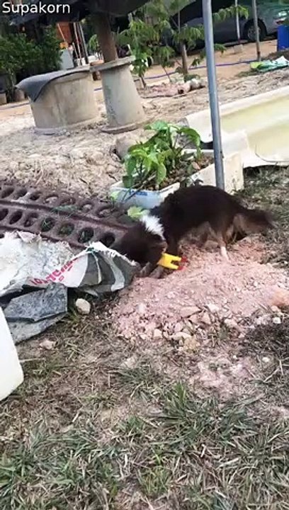 Pup Hides Plastic Toy