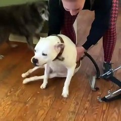 Pigeon the Doggo is Excited About Her K9 Cart