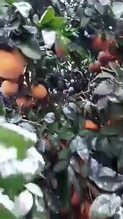 pendientes ..nevadas podrían elevar precios de limones y naranjas