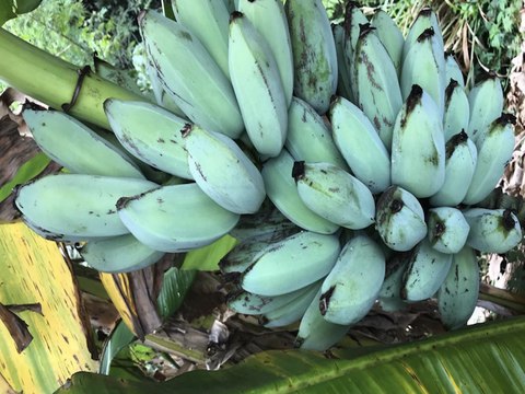 BLUE JAVA BANANAS! They taste like vanilla ice cream and you can buy them in Arizona - ABC15 Digital