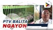 PTV Balita Ngayon | Spox Harry Roque: Pagdating ng 2,000 buhay na baboy sa Metro Manila, malaking tulong para masolusyunan ang problema sa baboy