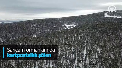 Sarıçam ormanlarında kartpostallık şölen