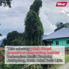 Pokok mirip orang bersolat