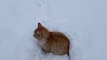Cat Rides And Chases Snow Shovel While Owner Tries to Clear Path