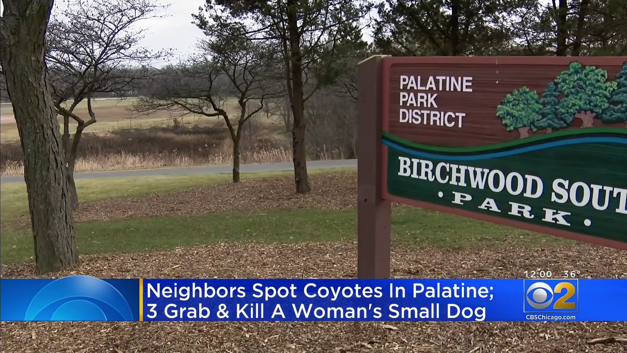 Coyotes Attack, Kill Dog In Palatine