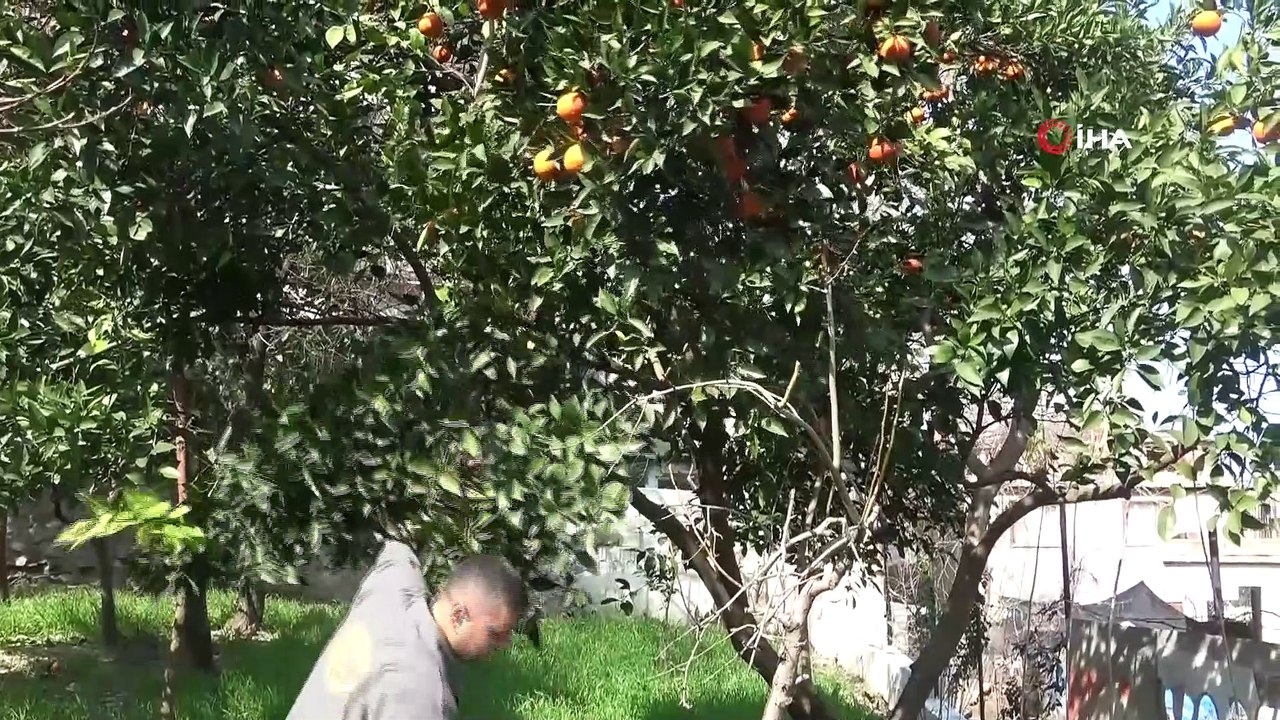 Uzaktan eğitim sürecinde koyun çiftliği kurdu