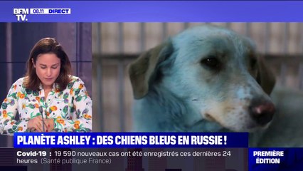 Le mystère des chiens bleus, errants sur une route en Russie