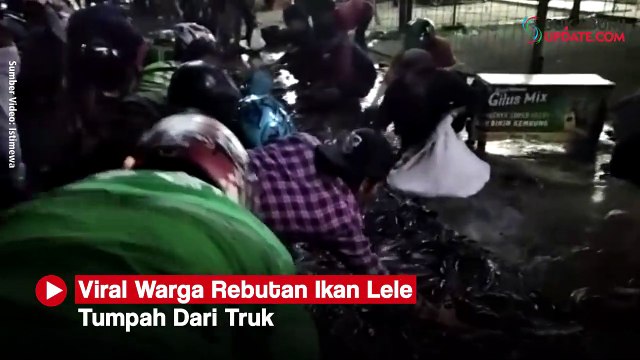 Viral Warga Rebutan Ikan Lele Tumpah Dari Truk
