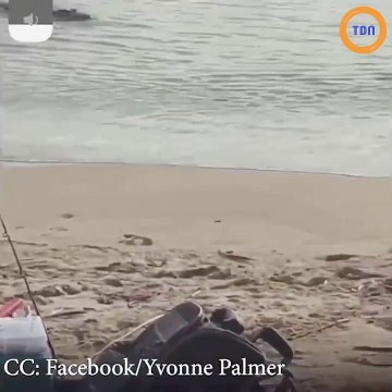 Insolite : un crocodile dévore deux requins attrapé par un pêcheur