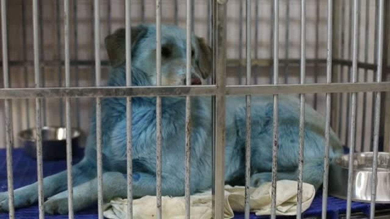 El misterio de los perros azules