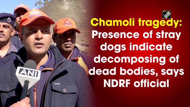 Chamoli tragedy: Presence of stray dogs indicate decomposing of dead bodies, says NDRF official