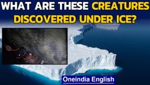 Scientists accidentally discover life under 3,000 feet of ice in Antarctica | Oneindia News