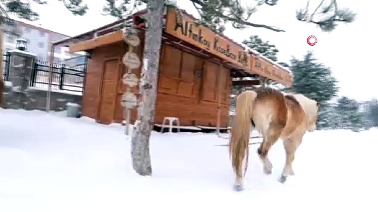 Özgür Atların Kar Keyfi