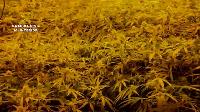 La Guardia Civil desmantela una plantación de marihuana en Bujalance (Córdoba)