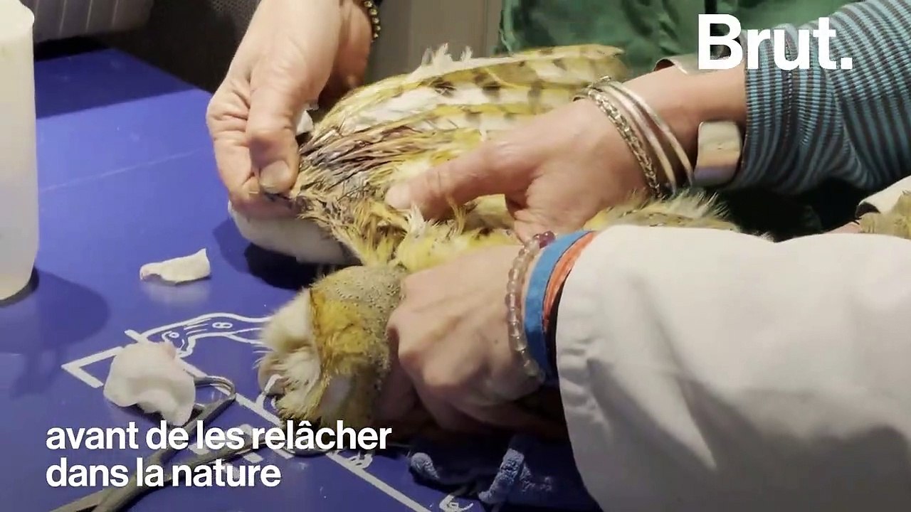 Dans les Cévennes, un hôpital de la faune sauvage soigne les animaux blessés ou malades