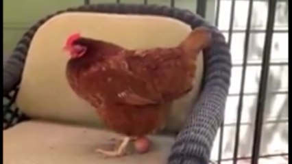 Koltuğa fütusuzca yumurtlayan Tavuk