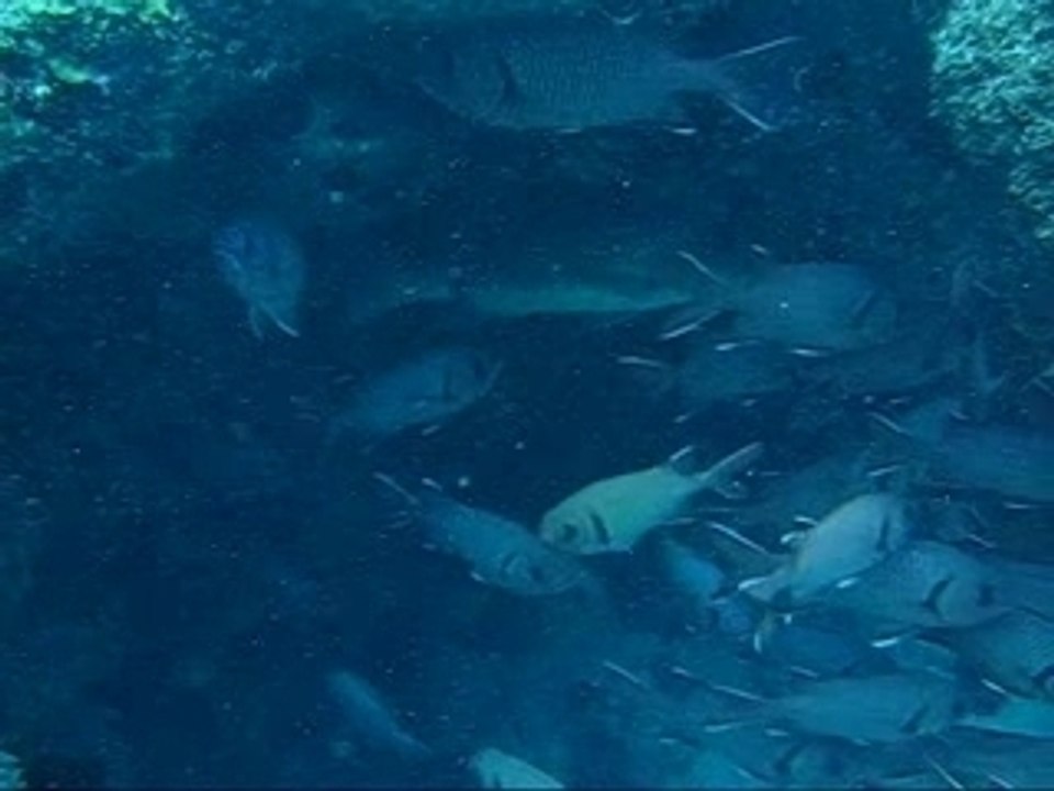 FX fait de la plongée à l'Ile Maurice