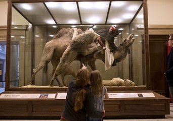 Un musée américain s’excuse pour une œuvre montrant… un homme noir dévoré par un lion