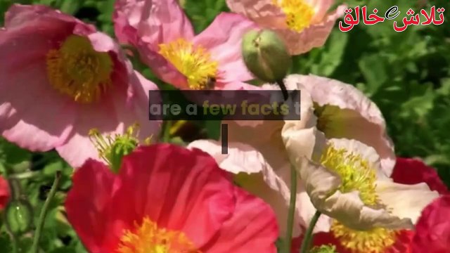 Amazing facts about human brain || Facts, Function, Psychology & Anatomy || Know Your Brain